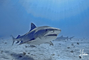 The keeper of Tiger Beach patrols thru the sunshine by Steven Anderson 